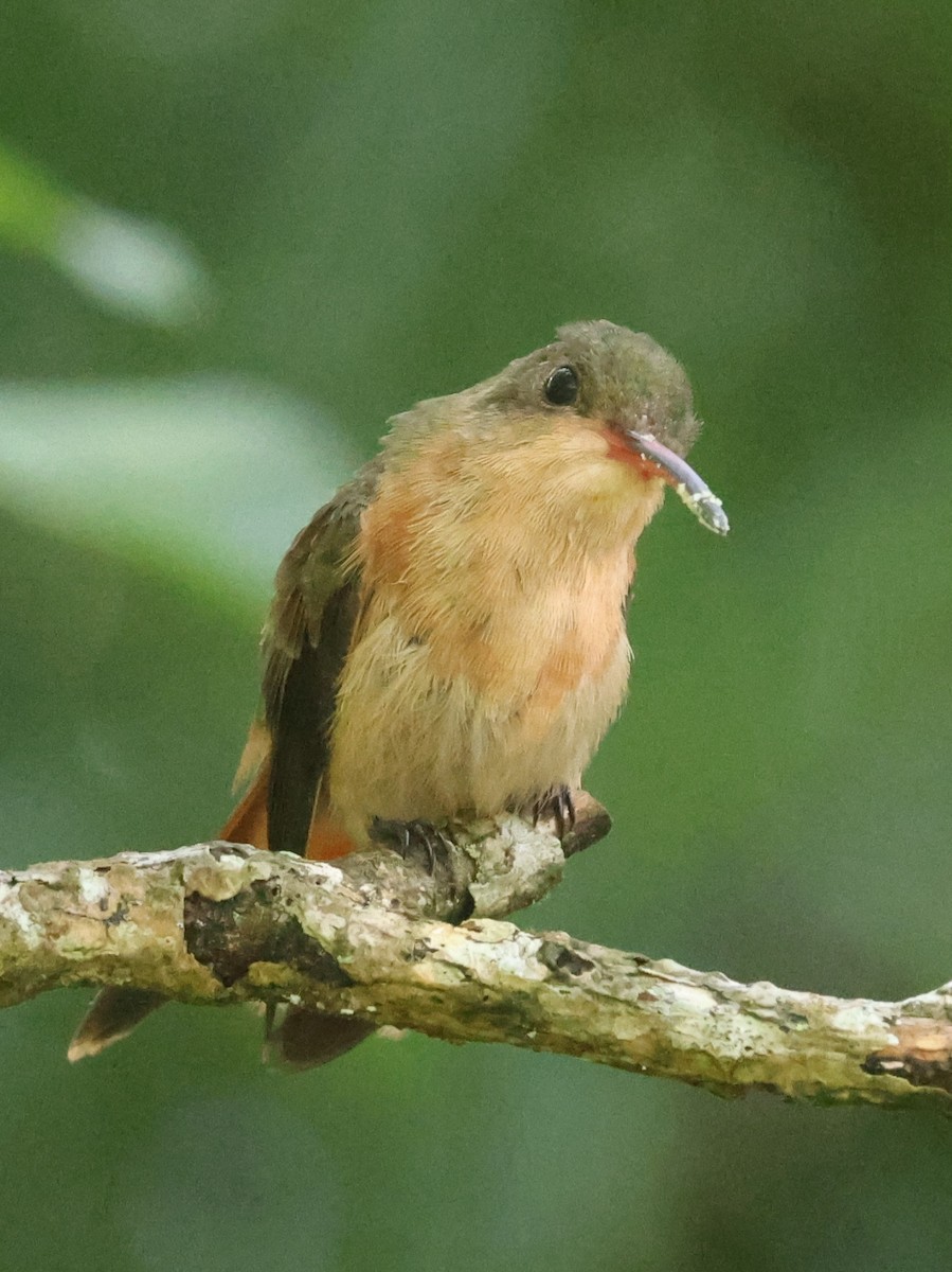 kolibřík ryšavý - ML620245660