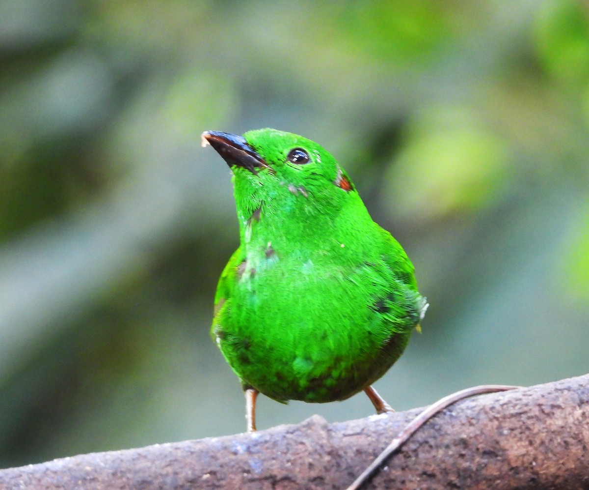 Glistening-green Tanager - ML620245661