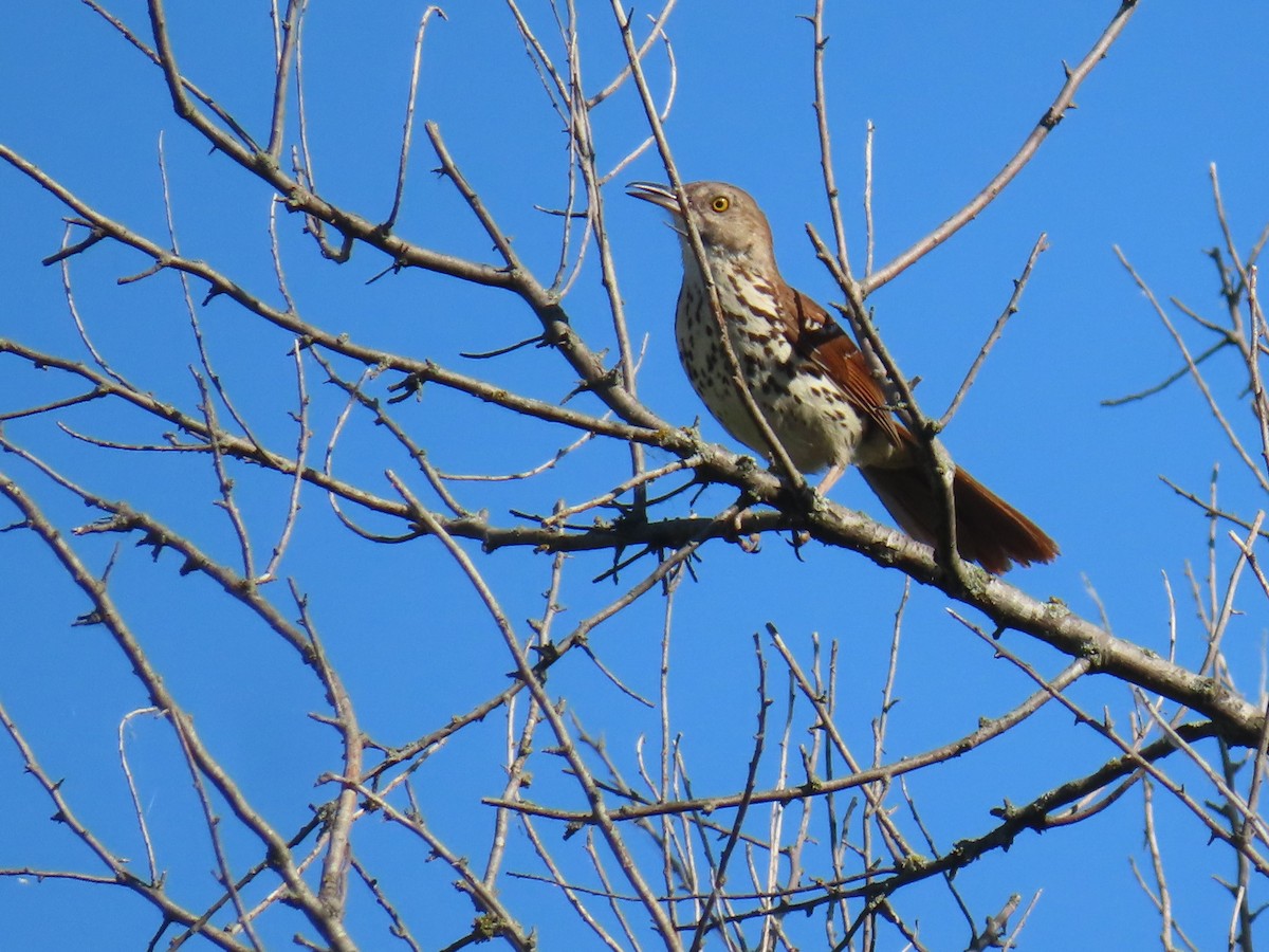 Brown Thrasher - ML620245664