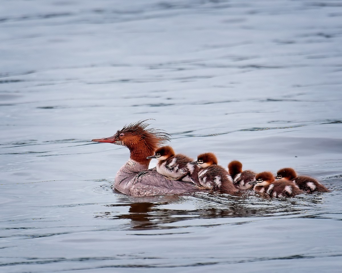 Common Merganser - Dwight Cheu