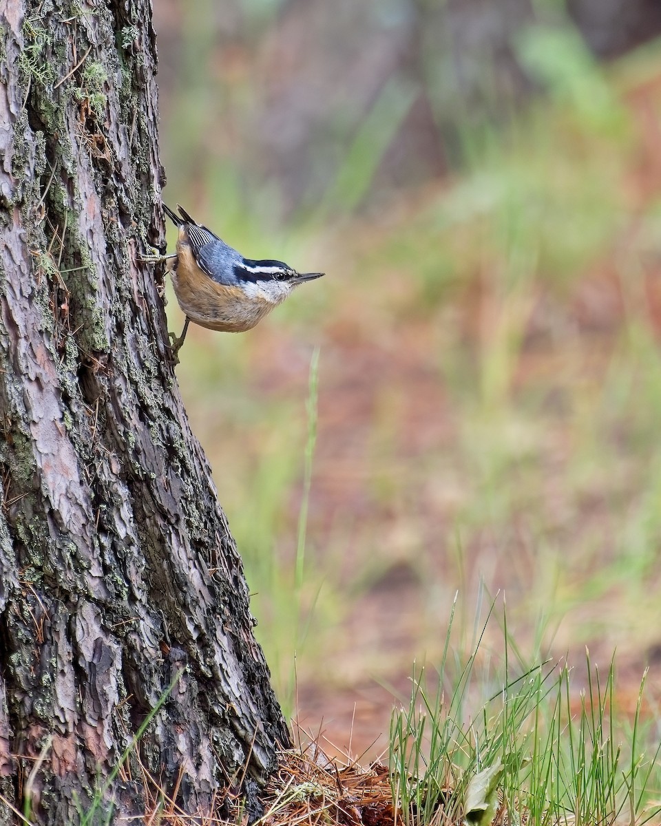 Red-breasted Nuthatch - Dwight Cheu