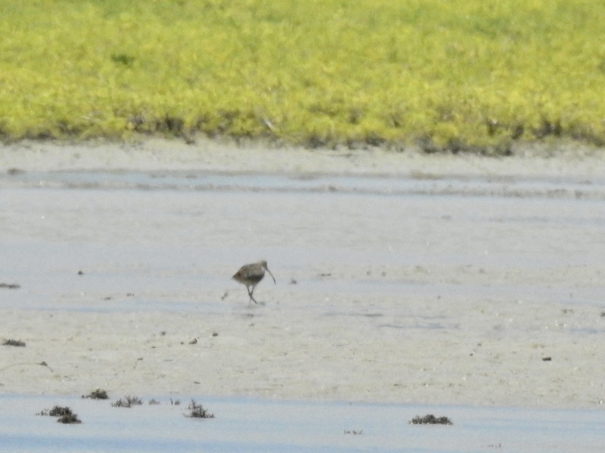 Bristle-thighed Curlew - ML620245674