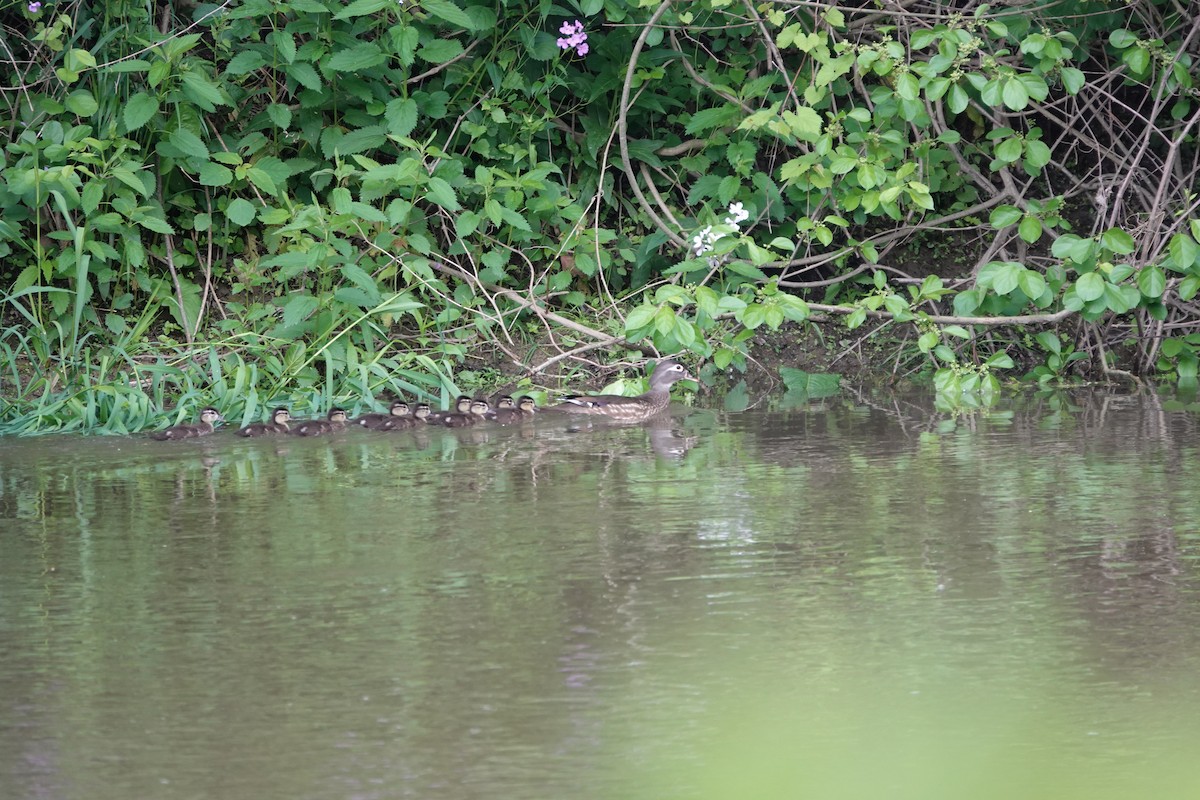 Wood Duck - ML620245677