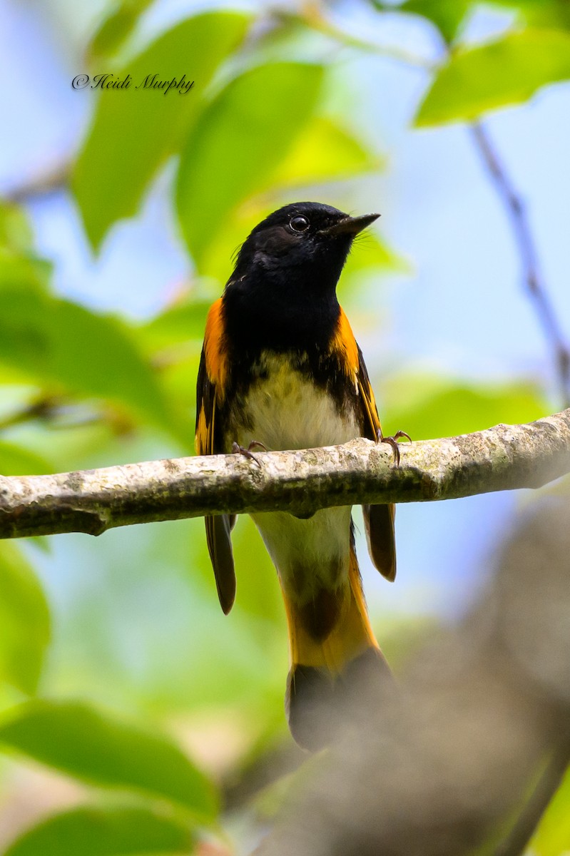 American Redstart - ML620245690