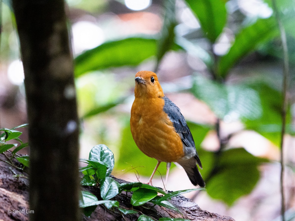 Orange-headed Thrush (Orange-headed) - ML620245699