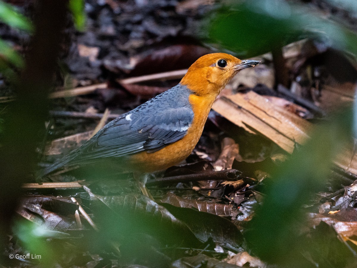 Orange-headed Thrush (Orange-headed) - ML620245703