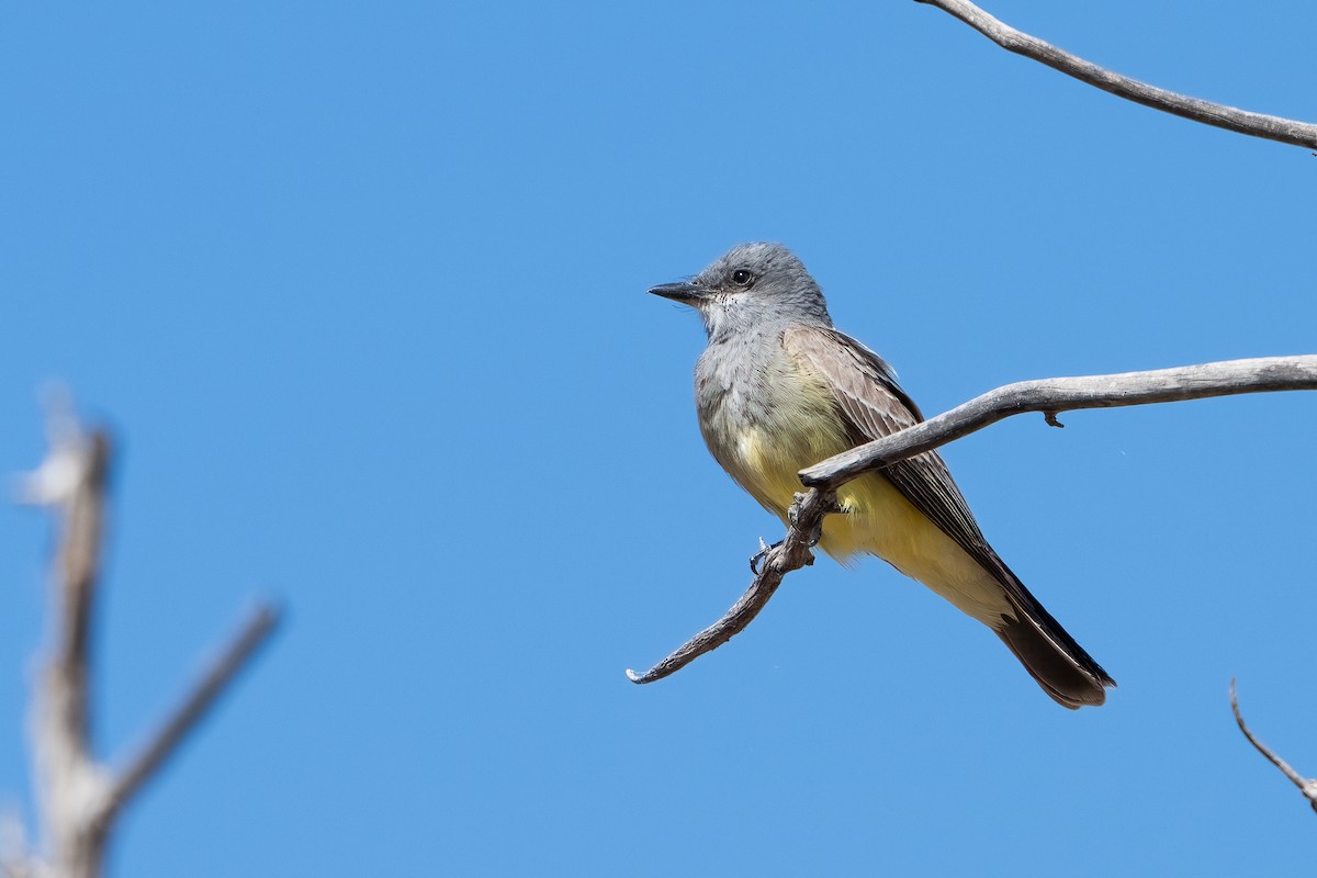 Cassin's Kingbird - ML620245709