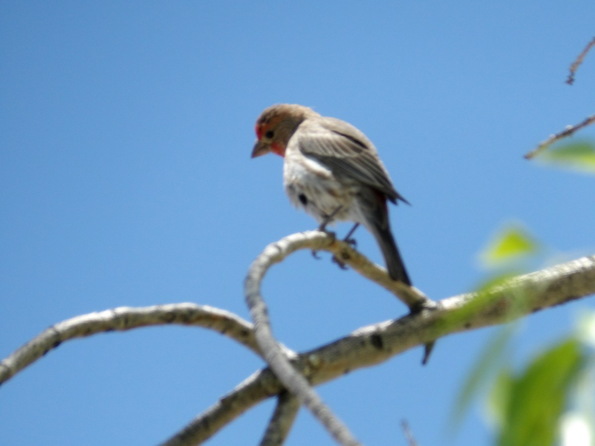 House Finch - ML620245712