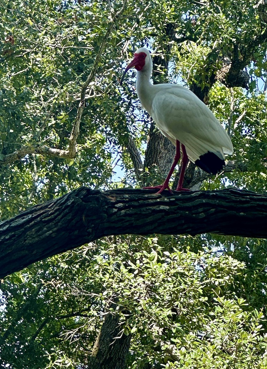 ibis bílý - ML620245715