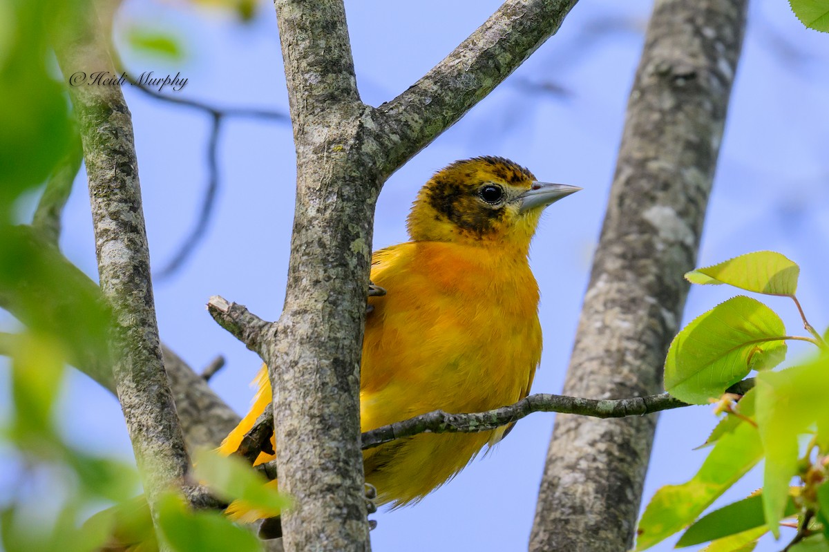 Oriole de Baltimore - ML620245718