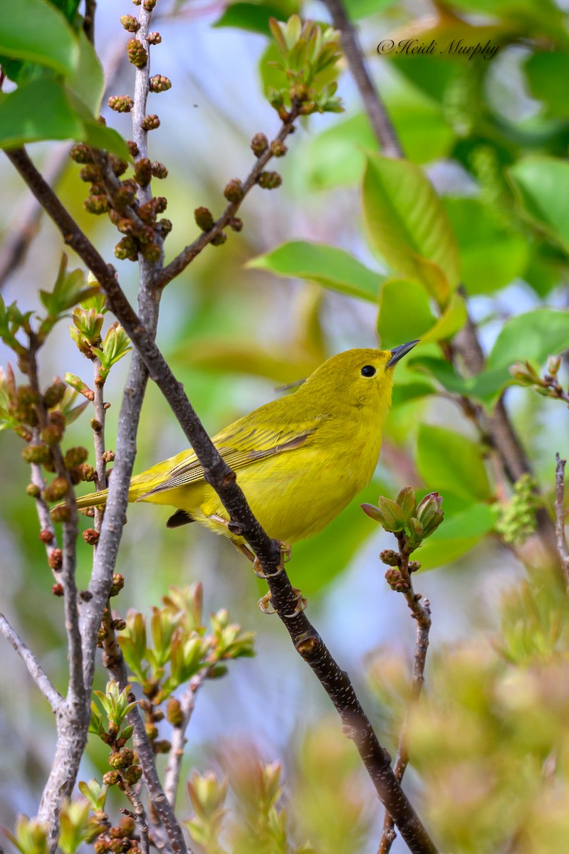 Orchard Oriole - ML620245725