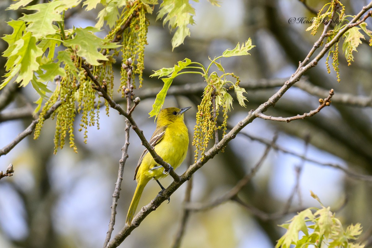 Orchard Oriole - ML620245726