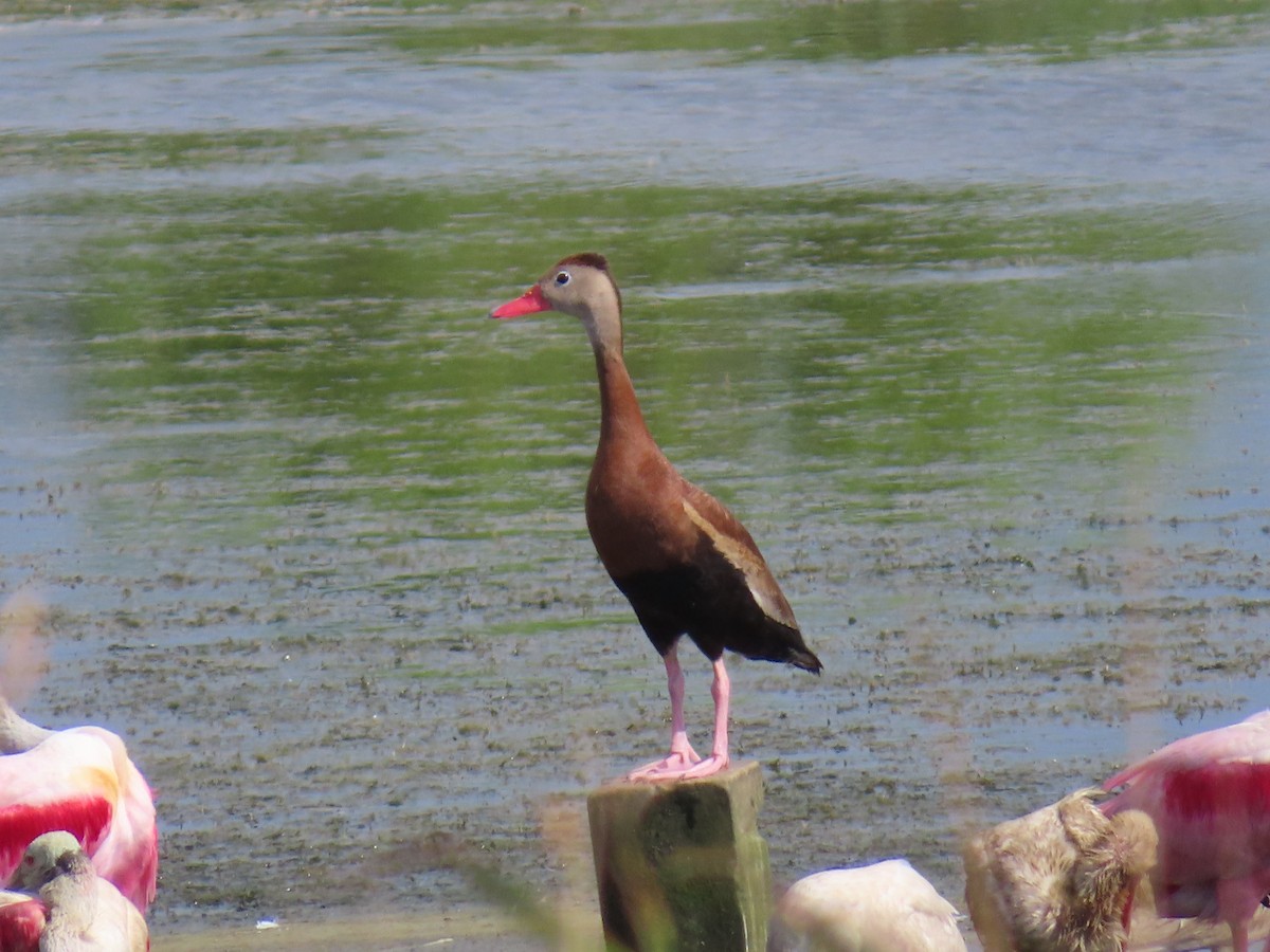 Dendrocygne à ventre noir - ML620245727