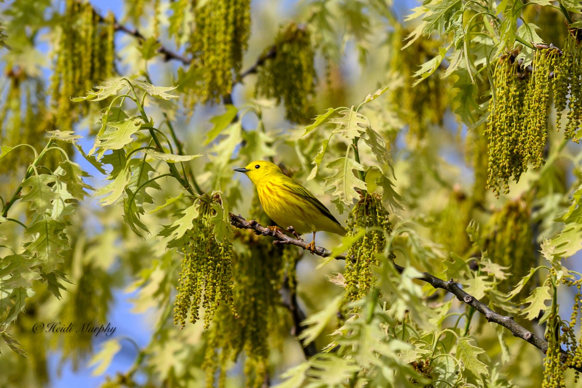 Yellow Warbler - ML620245743