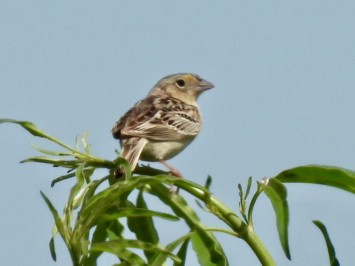 Grasshopper Sparrow - ML620245747