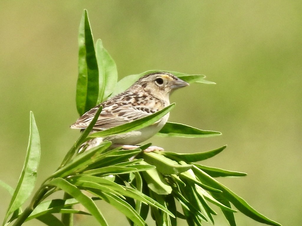 Grasshopper Sparrow - ML620245748