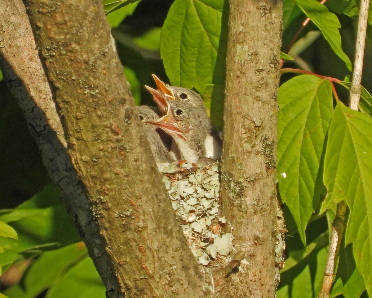 Blue-gray Gnatcatcher - ML620245753