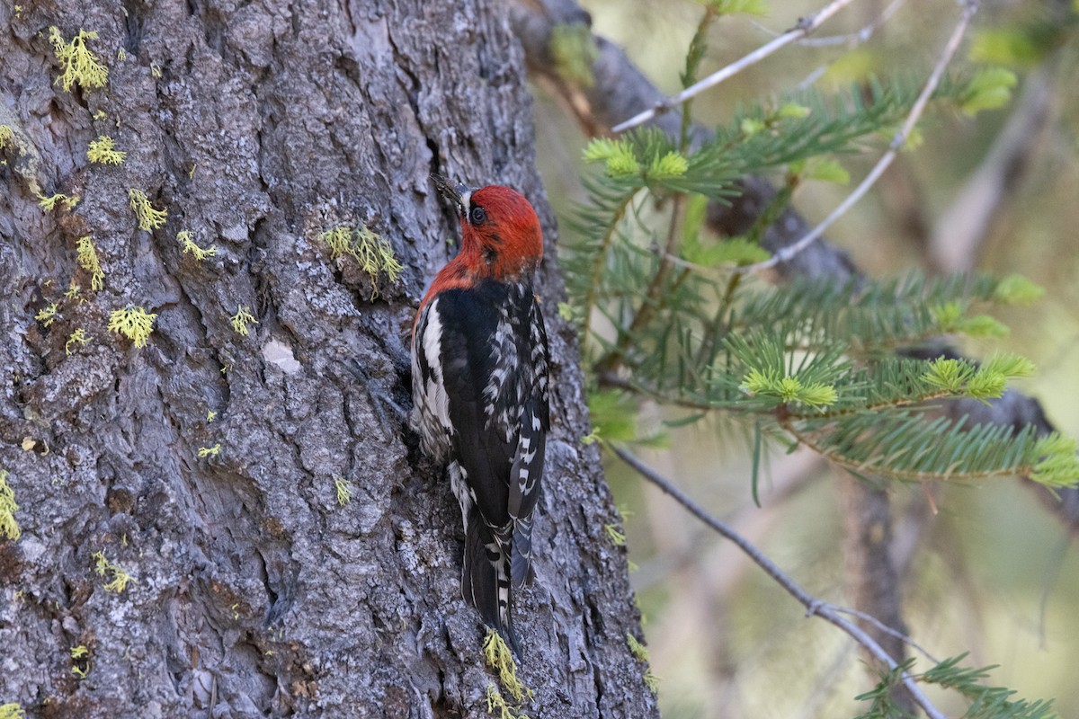 Red-breasted Sapsucker - ML620245758