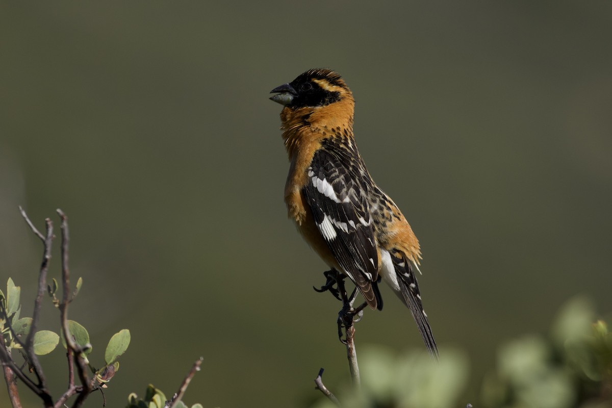 Black-headed Grosbeak - ML620245763