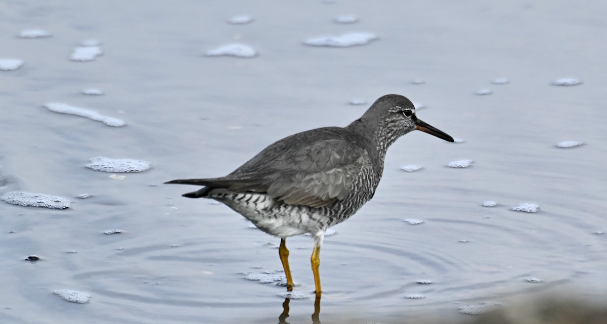 Wandering Tattler - ML620245767