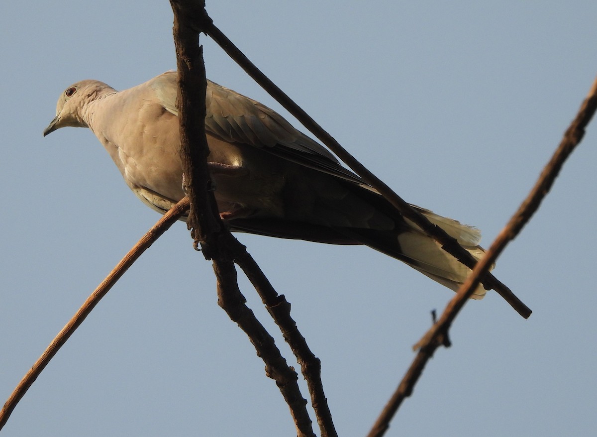 Eurasian Collared-Dove - Prof Chandan Singh Dalawat