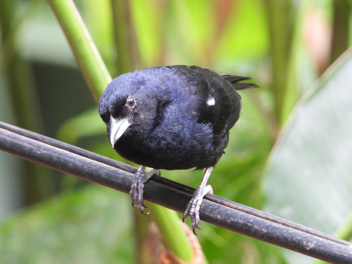 White-lined Tanager - ML620245777