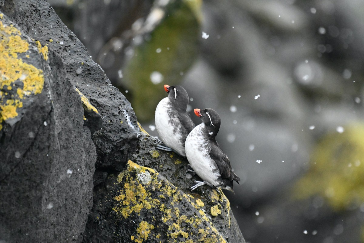 Parakeet Auklet - ML620245784