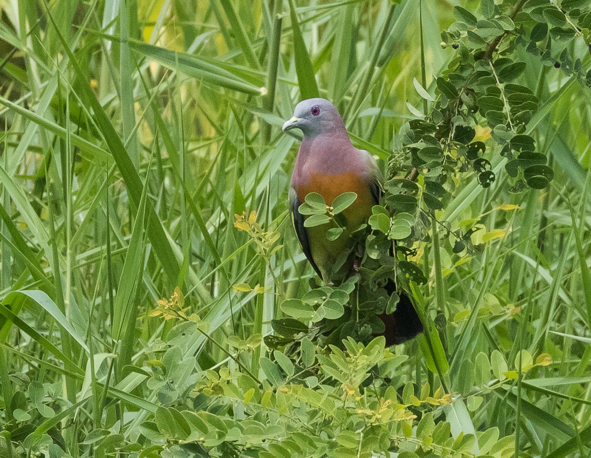 Pink-necked Green-Pigeon - ML620245793