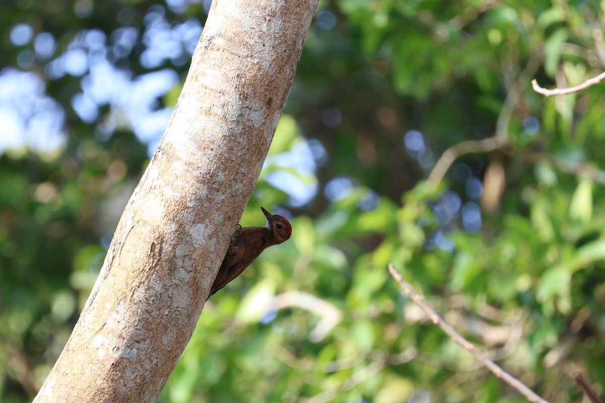 Smoky-brown Woodpecker - ML620245795