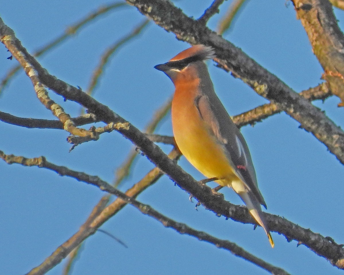 Cedar Waxwing - ML620245802