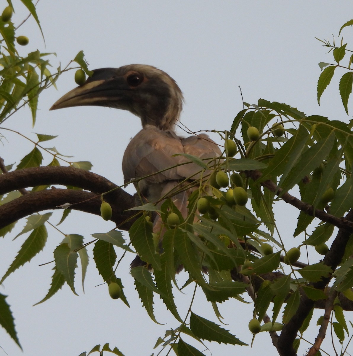 Indian Gray Hornbill - ML620245804