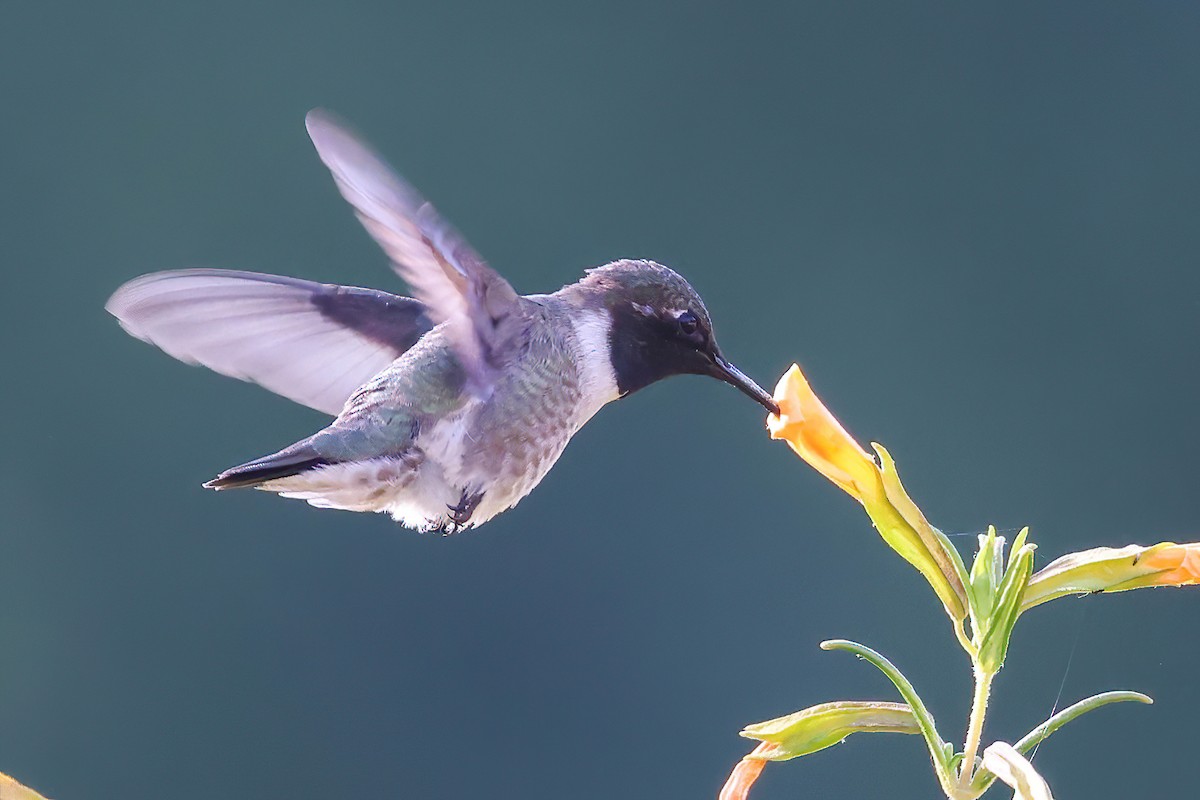 Black-chinned Hummingbird - ML620245807