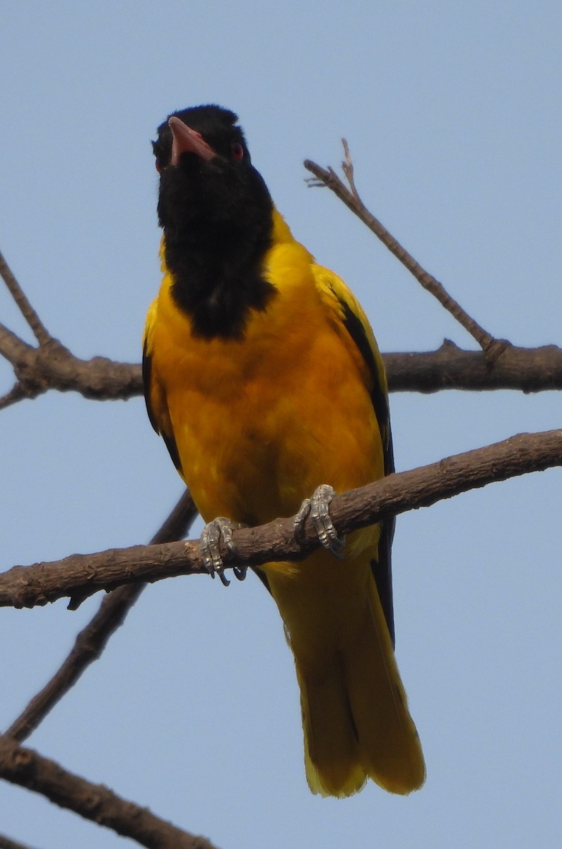 Black-hooded Oriole - ML620245812