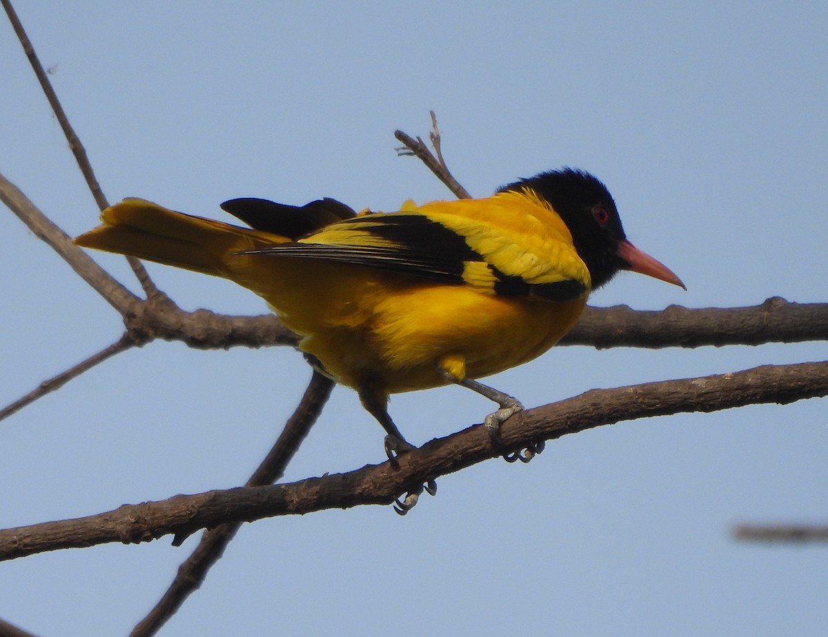 Black-hooded Oriole - ML620245813