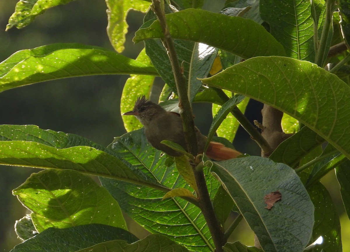 Crested Spinetail - ML620245815