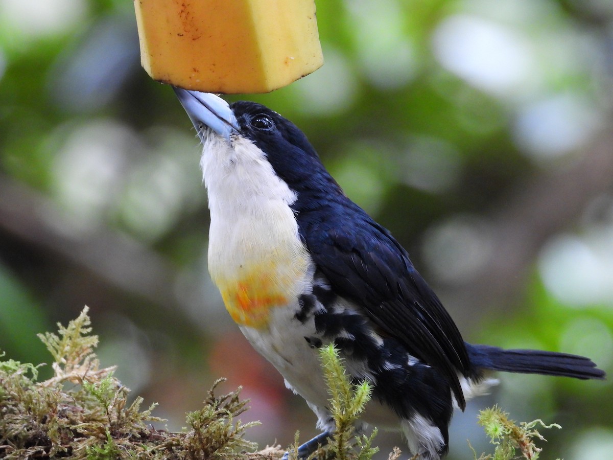 Ak Tepeli Kara Barbet - ML620245819