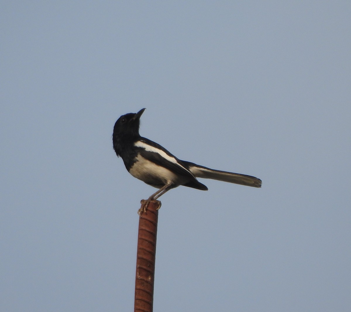 Oriental Magpie-Robin - ML620245823