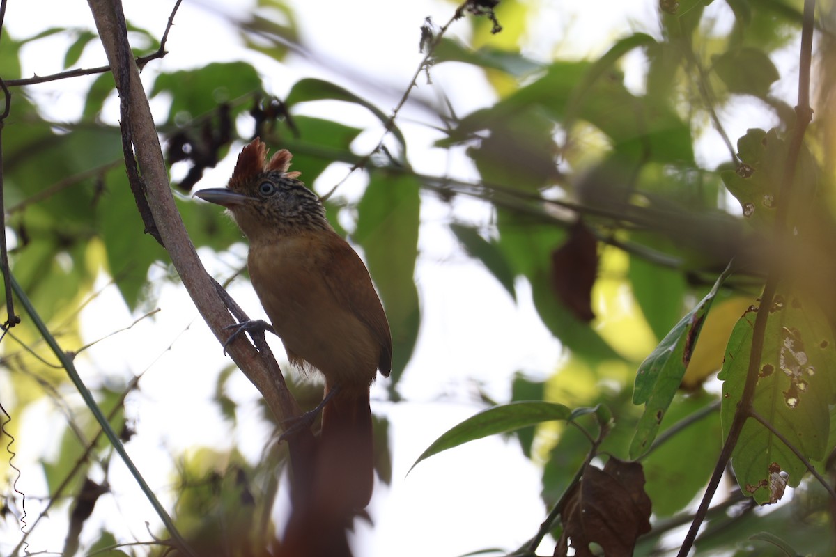 Barred Antshrike - ML620245836