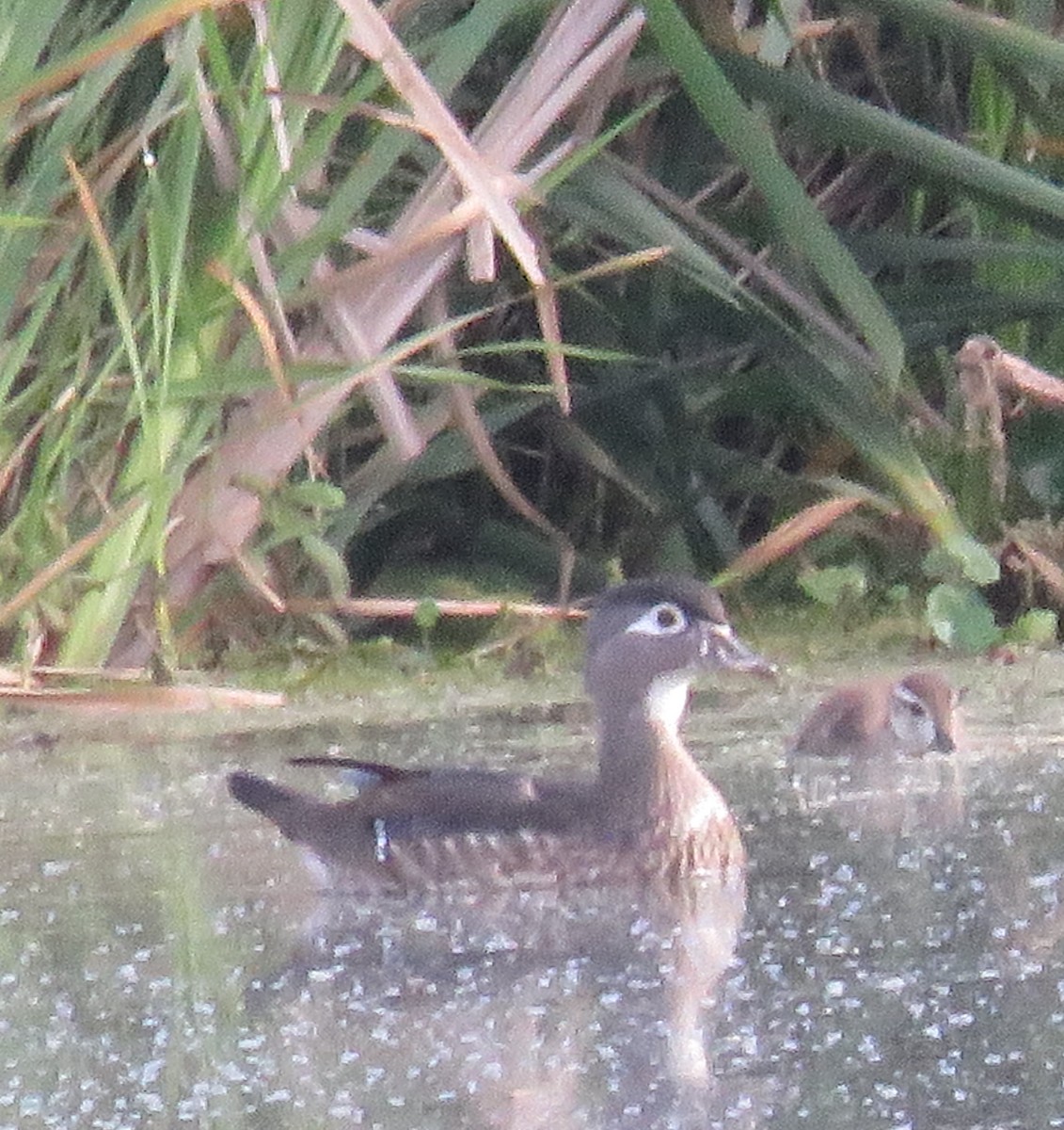 Wood Duck - ML620245837