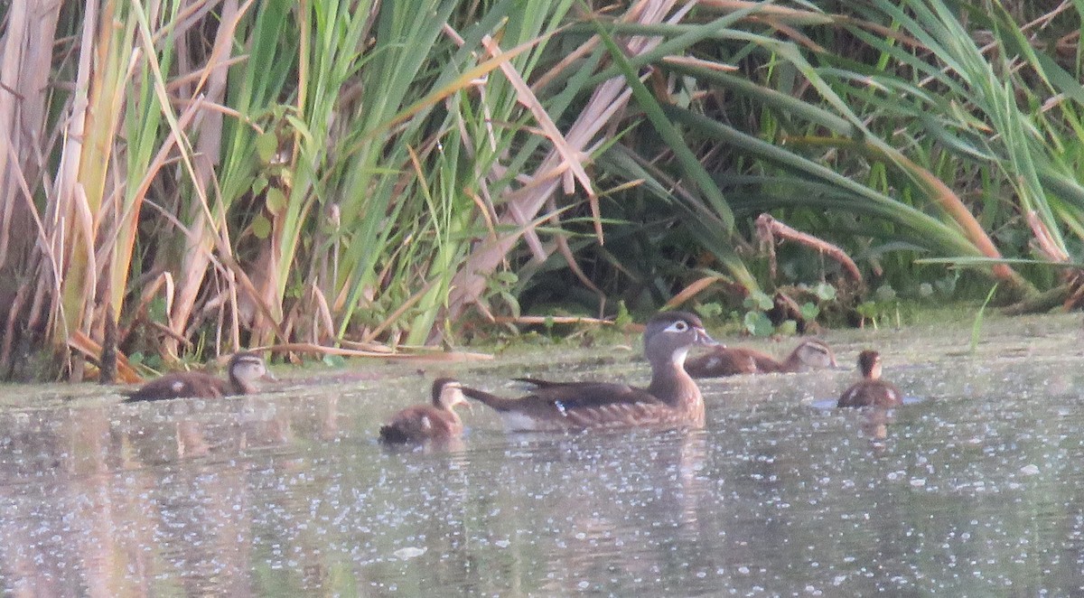 Wood Duck - ML620245838