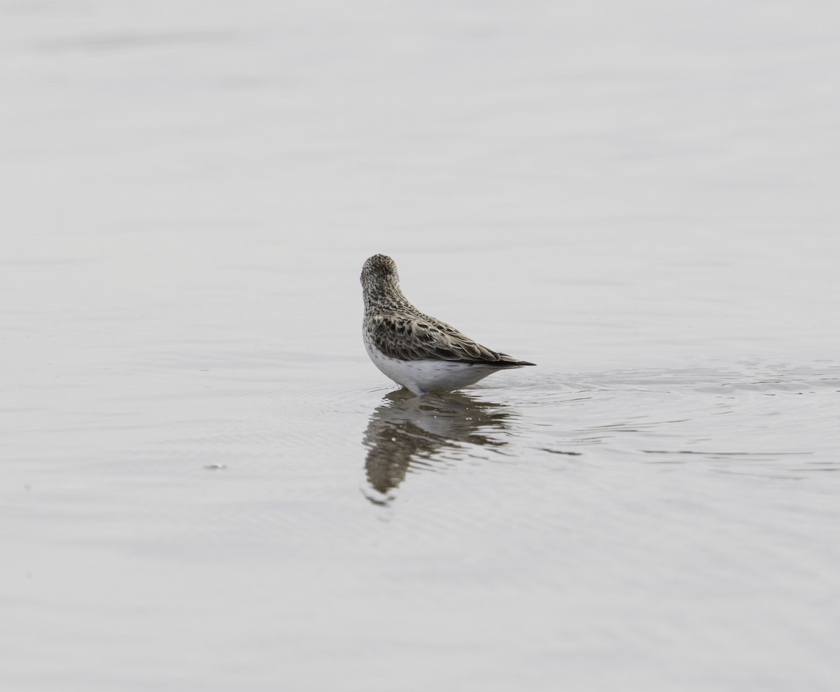 tanımsız küçük kumkuşu (Calidris sp.) - ML620245839