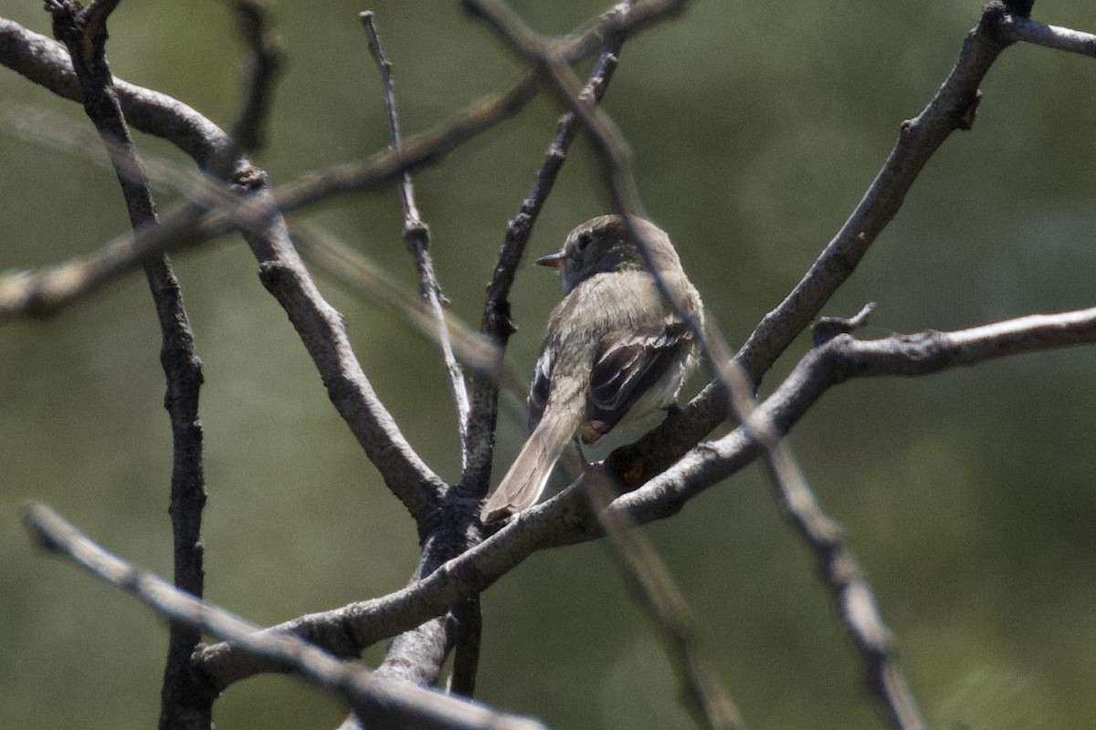 Dusky Flycatcher - ML620245842