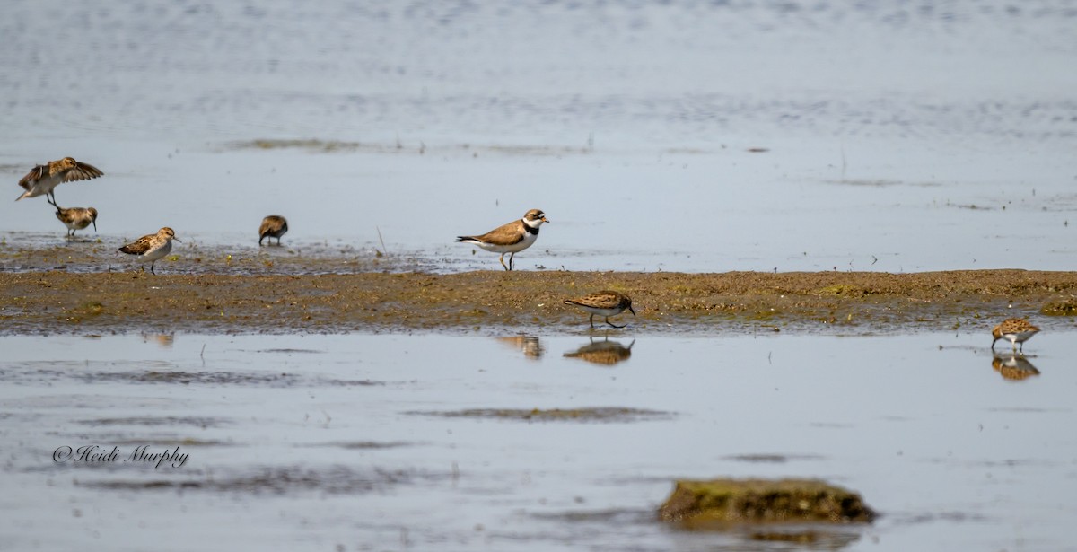 Semipalmated Plover - ML620245853