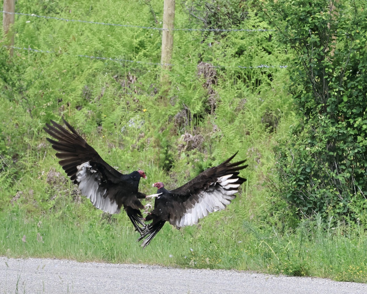 Turkey Vulture - ML620245859