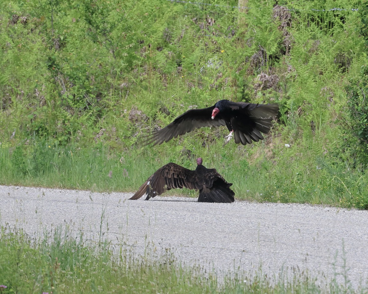 Turkey Vulture - ML620245860