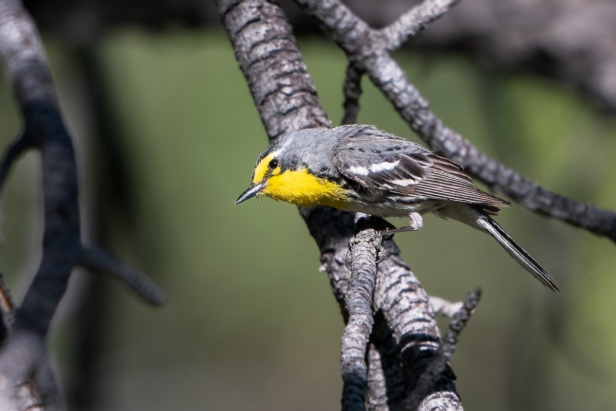 Grace's Warbler - ML620245862