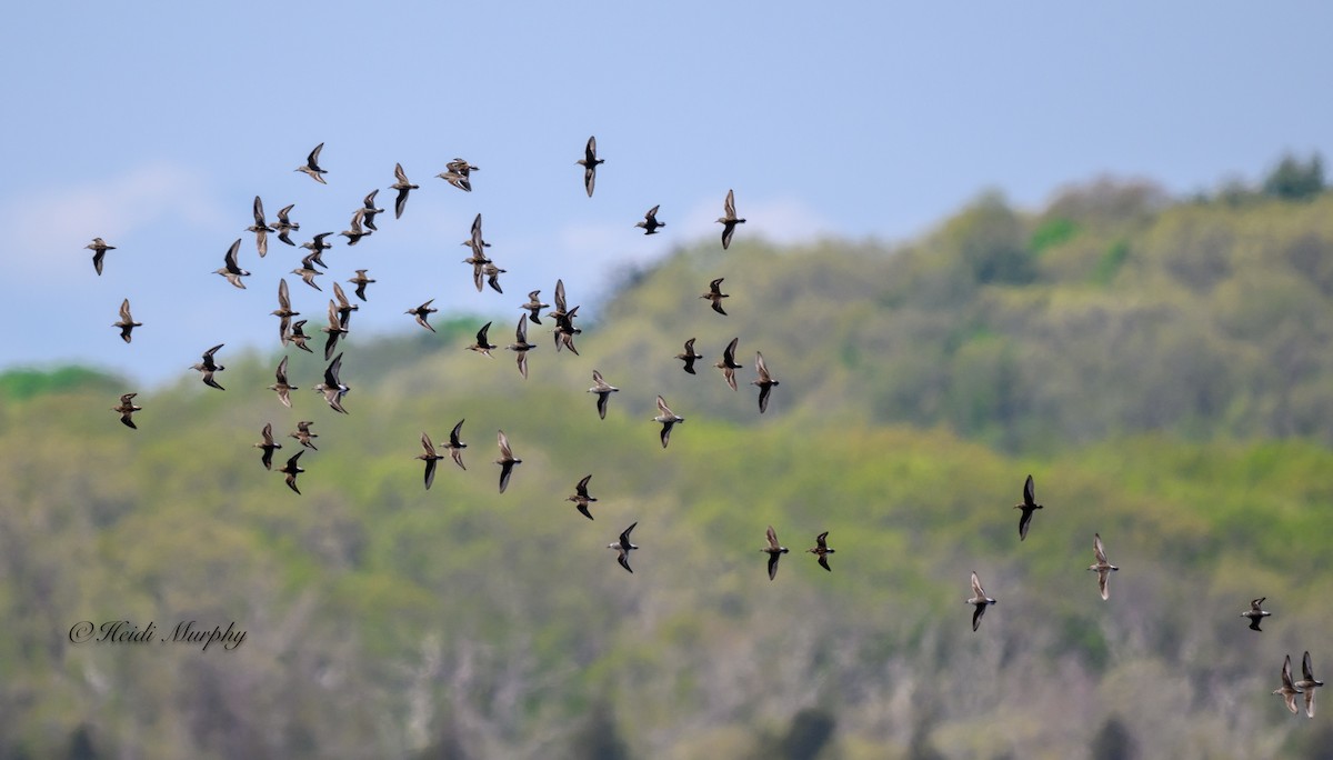 Semipalmated Sandpiper - ML620245870