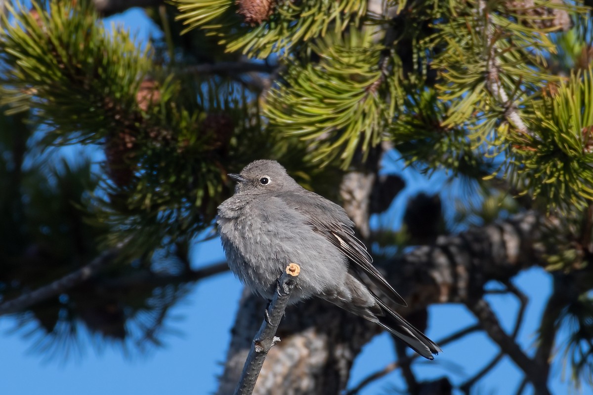 Townsend's Solitaire - ML620245875