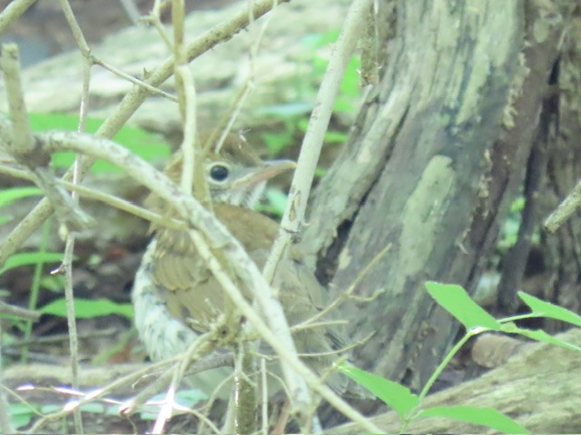 Wood Thrush - ML620245885