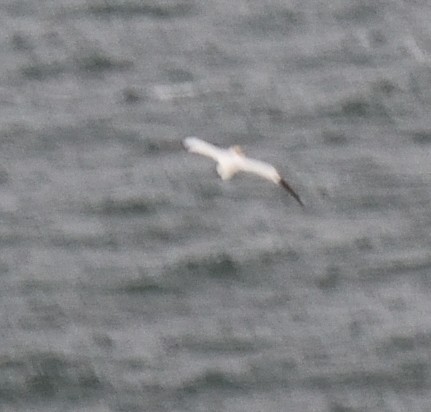 Northern Gannet - ML620245887